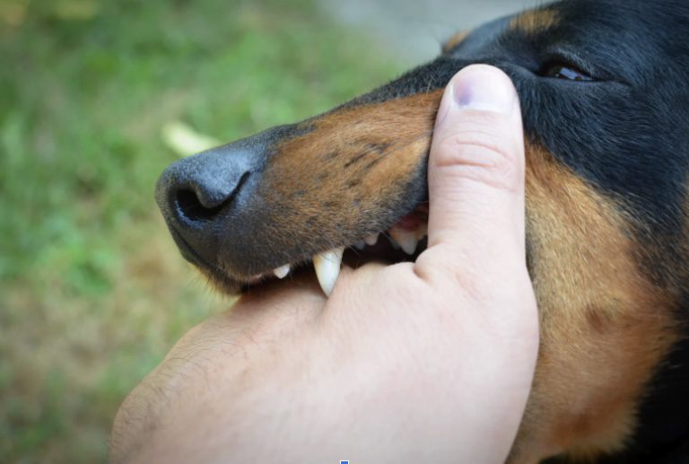 How to Stop Your Puppy from Biting Hands - Board and Train Long Island